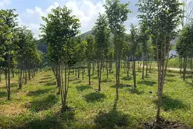 浑身是宝的沉香树图片