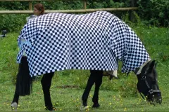 斑马为何会有黑白相间的条纹？科学家认为是“驱蚊”图片