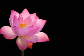 佛眼低垂处，生死皆疲劳图片