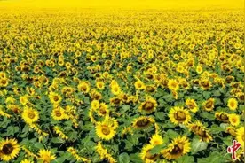 占豪阳了！以身试毒后的“攻略”奉上！图片