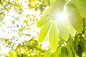 日晒伤基层诊疗指南（2023年）图片