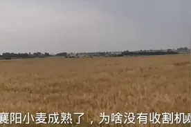 “跨区作业证”引发农业革命：收割机被扣，成熟小麦收割回归镰刀图片