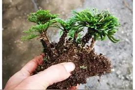 爬山时遇到“还魂草”，不要不好意思，挖一棵，养在家里好处多多图片