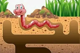 小小蚯蚓为何引起国家注意图片