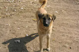 农村“土狗”的智商，比你想象的高很多，只有养过的才清楚图片