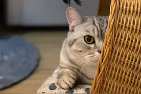 养猫的想法越来越强烈？千万别冲动养宠图片