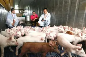 这也会被卡脖子？国人每年吃掉7亿头猪，却几乎都是“外国籍”图片