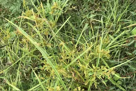 人称“化痰草”，农村稻田里有不少，殊不知万分珍贵，不容小视！图片