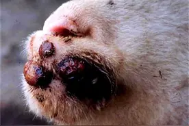 羊身上奇怪的包包和痘痘究竟是什么东西？养羊人该怎么科学用药？图片