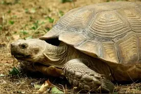 民间故事：秀才赶考路上救老龟，老龟托梦：快回家，千万别上京图片