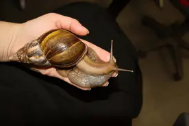 体内超6000条寄生虫！福寿螺有多危险，快提醒自家孩子图片