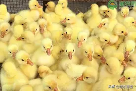 小鹅苗多少钱一只？鹅的常见种类有哪些？图片