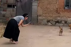 官方出手了！姜萍家里各博主抛头露面，拍鸡成“风景线”，真讽刺图片