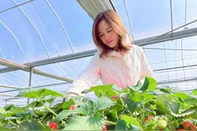 连续3年获得浙江省精品草莓金奖，她的“空中草莓”是如何栽培的图片