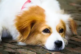 狗狗到底能不能吃芹菜？看完这个你就明白了图片