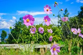 婆婆——如今最难做、最心酸、最伤人的职业图片