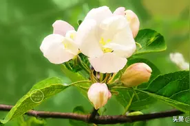 人各有异，做出选择时，要尊重自己内心图片