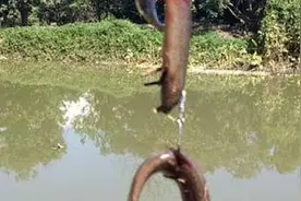 钓鱼挂泥鳅方法及注意事项（泥鳅怎么挂钩）图片