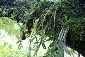 林下10大中药材，是农民发家致富的一个选项，你那里有人种么？图片