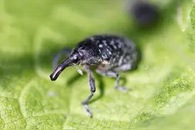 防不胜防的米象：米象是如何悄无声息地藏进米袋的？如何消灭米象图片