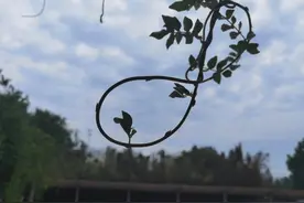 临沂方言中的“更棱”“非更他的棱不行”，是个什么梗？图片