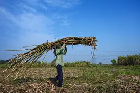 印度触动“导火索”图片