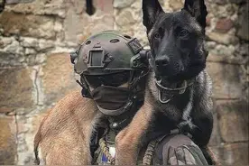 原来“马犬”这么可怕，怪不得那么多人“喜欢却不养”图片