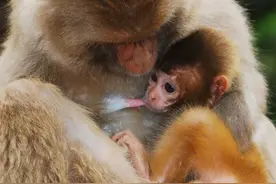 超萌超可爱！中国猴山五龙口喜添“新丁”，“小奶猴”来啦图片