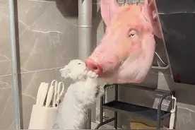 笑不活了！河北一妈妈准备腌制的猪头，没想到半夜被猫咪捷足先登图片