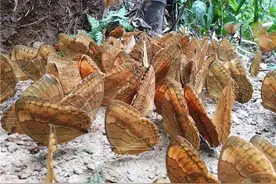 云南金平1亿只蝴蝶大爆发！都是从哪里来的？对环境有影响吗？图片