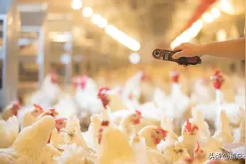 山东经济痛失“鸡肉大王”图片