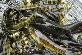 怎样钓泥鳅，有窍门有乐趣图片