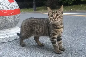 世界上唯一承认的纯种中华田园猫——狸花猫图片