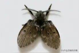 卫生间里的小飞虫是什么？能在人脸上产卵长蛆，如果发现赶紧消灭图片