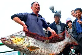 湖南水库惊现“水老虎”，万条大鱼被吃光，村民愤怒抽水抓捕真凶图片