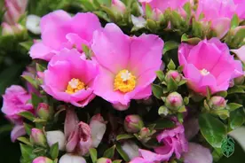 仙人掌开花竟这么美......图片