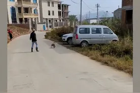 狗妈不愿意狗崽被抱养，2次叼走藏了起来：别人养我不放心图片