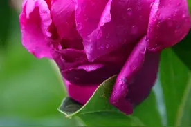 岁月沉香，红尘安暖，愿你不染尘埃，静待花开图片