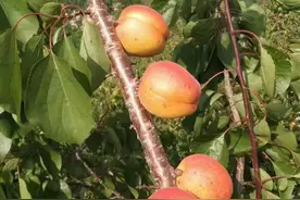 庄河歇马杏熟了，150岁“网红老杏树”今年减产图片