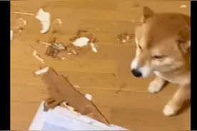 狗把门给拆了一半，主人破口大骂，它却一脸谄媚的笑：不好意思啦图片