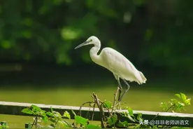 2022届山东省潍坊市高三二模语文试题及答案图片