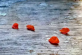 落红不是无情物，化作春泥更护花图片