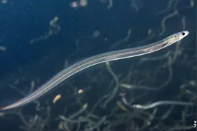 浙江渔民捕获1.4米“鳝王”，当地称很罕见，资源处境为何堪忧？图片