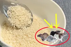 老鼠多别用老鼠药！只要3勺大米，老鼠来一灭一只，连窝一锅端图片