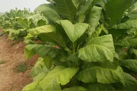 虽然这种植物有害健康，但不少人还是喜欢它，到底是什么植物呢？图片