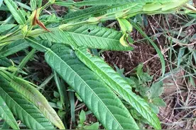 酷似葫芦，人称“咸鱼草”，家乡人用来做凉茶，脸上长痘痘就找它图片