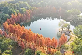 层林尽染！漫步南宁公园景区，观赏水杉红叶美景图片