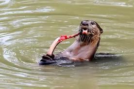 水猴子为什么要拉人，水鬼拉人入水是为入轮回图片