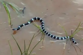 夜钓遇到它，生死在一念之间，正确处理才能化险为夷图片