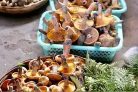 12种“常见的蘑菇”，你都吃过吗？附：经典做法，请收藏图片